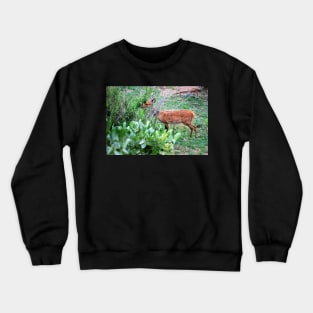 Cape Bushbuck Crewneck Sweatshirt